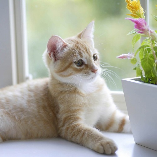 猫に植物は危険。でも大丈夫！お花や植物をガードするアイディアを大公開