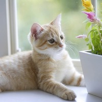 猫に植物は危険。でも大丈夫！お花や植物をガードするアイディアを大公開