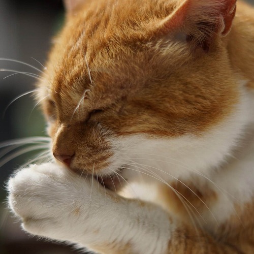 猫もストレスでハゲる 猫の 心因性脱毛症 の症状と対策とは 猫壱 Necoichi