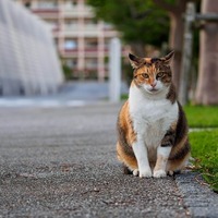 意外に当たっているかも！猫にまつわるうわさや言い伝えのウソ・ホント