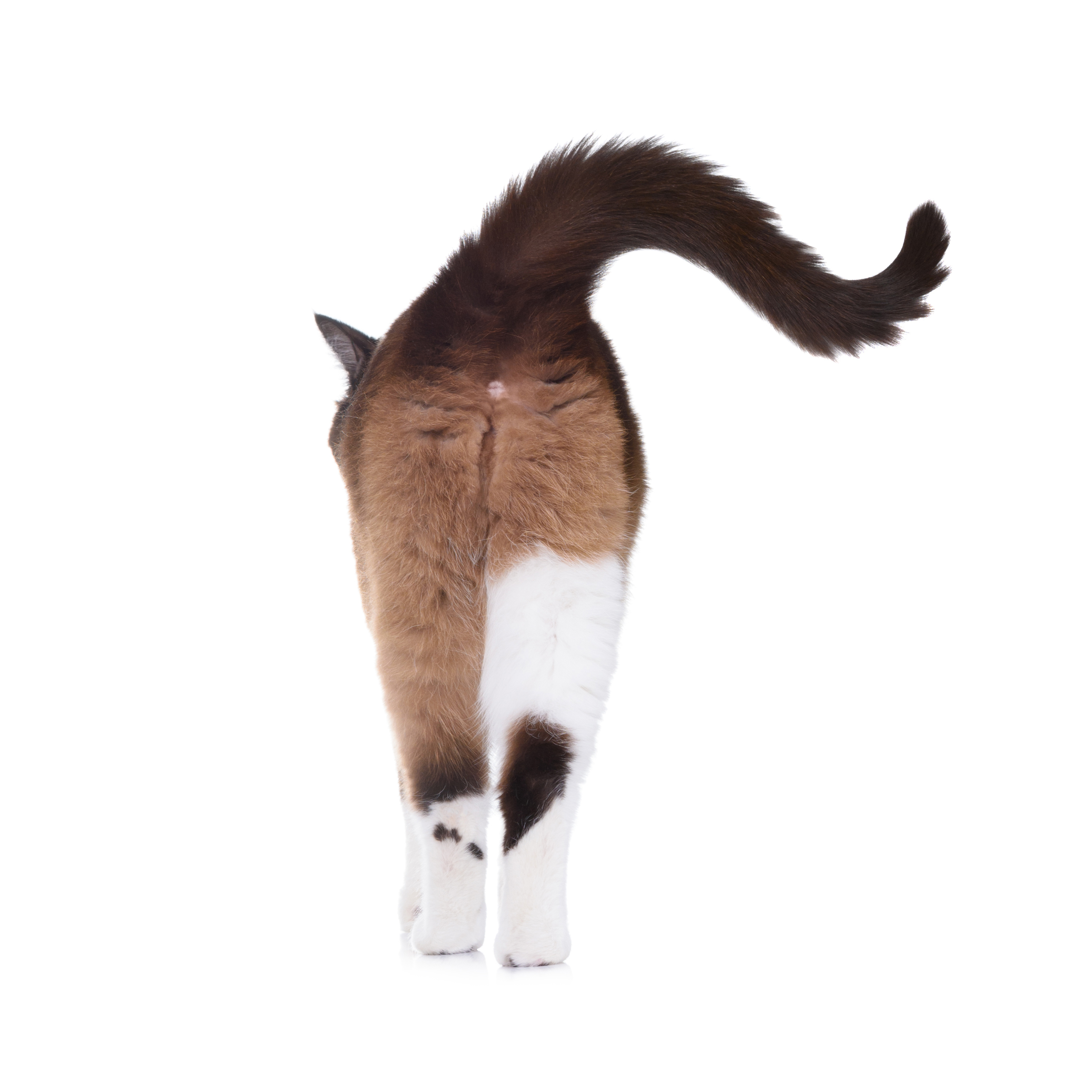 やったことないけど ちょっと気になる猫のお尻のケア方法のq A 猫壱 Necoichi