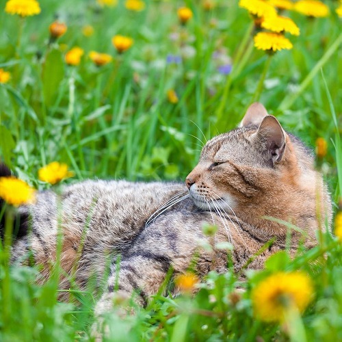 愛猫の命が残り少ないと分かったとき。後悔しない最後の過ごし方