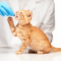 猫に薬を飲ませるのは本当に大変！猫の薬に関する素朴な疑問とは