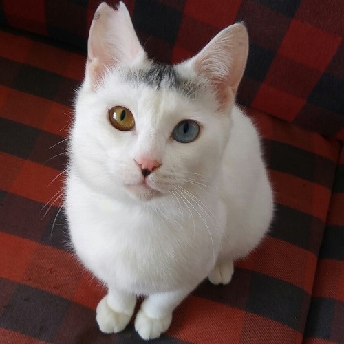 保護猫に会いに行こう!