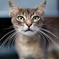 猫の「ヒゲ」がピクピク動くのはなぜ？切ってはいけない猫のヒゲの謎とは