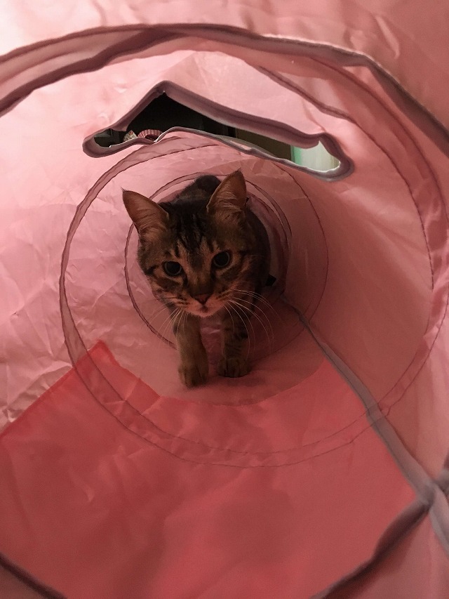 探検中😺