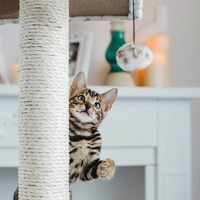 これは猫の「性格」じゃなかった！猫の行動で勘違いしがちな病気のサイン