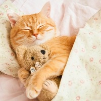 猫の7歳はシニアの始まり。高齢猫になる前にこの5つをチェック！