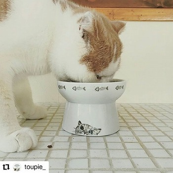 インスタで超有名な猫ナラキャット（nala_cat）の食器が可愛いすぎる！