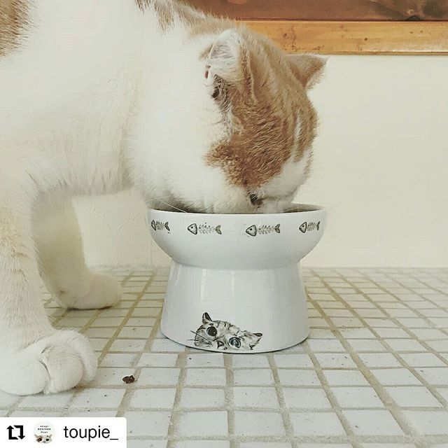 インスタで超有名な猫ナラキャット（nala_cat）の食器が可愛い