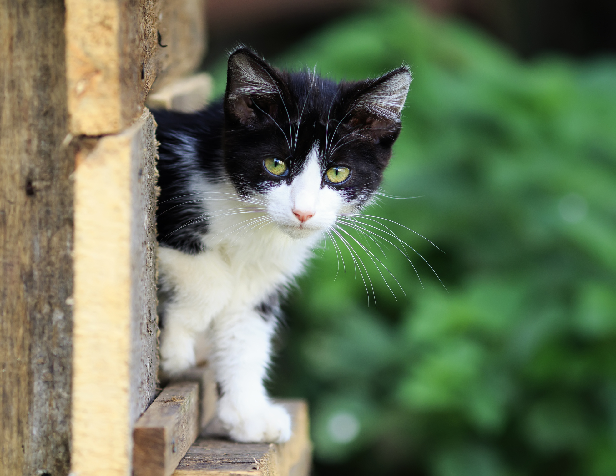 もしかして猫に嫌われたかも 猫が 家出 をしたくなる5つの理由 猫壱 Necoichi もしかして猫に嫌われたかも 猫が 家出 をしたくなる5つの理由 猫壱 Necoichi