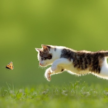 【猫と虫】なんで猫は虫が好きなの？知っておきたい猫と虫の気になる関係