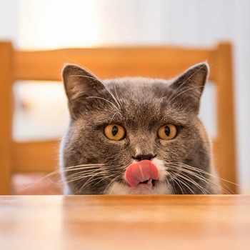【猫の誤食】実際にあった猫が食べてしまった意外な物のエピソードとは