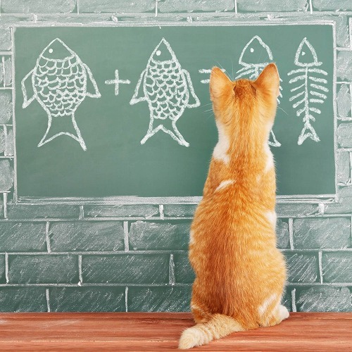 猫は魚を本当は好きじゃないかも？猫と魚の不思議な関係とは