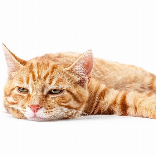 【猫の熱中症対策】猫の熱中症は危険！飼い主さんができる応急処置とは