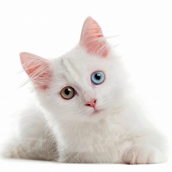 【猫の病気】白猫は特に要注意！猫種・性別によってなりやすい病気とは