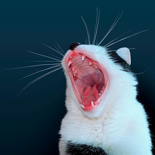 猫の口が臭い！！猫の『口臭』には重大な病気のサインが隠れているかも？！