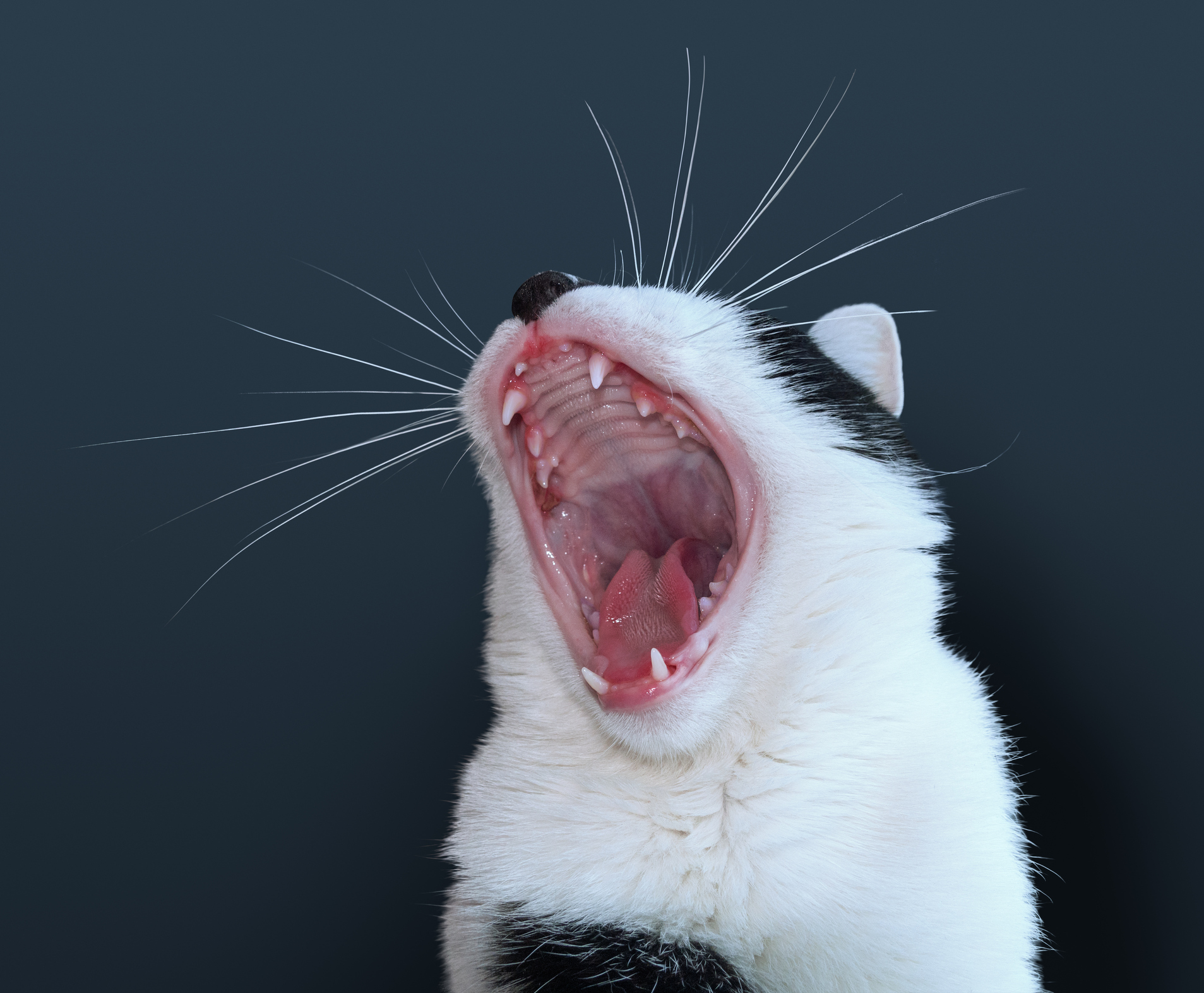 猫の口が臭い 猫の 口臭 には重大な病気のサインが隠れているかも 猫壱 Necoichi