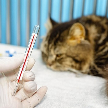 判断ミスが命取りに！猫の熱中症で病院に行くべき危険なサイン