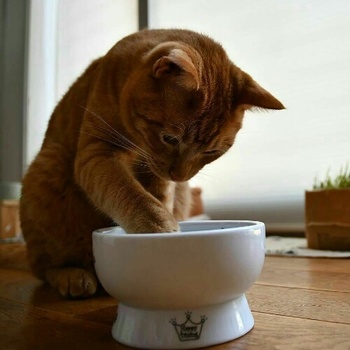 やめてー！猫が飲み水をこぼす3つの理由と対策