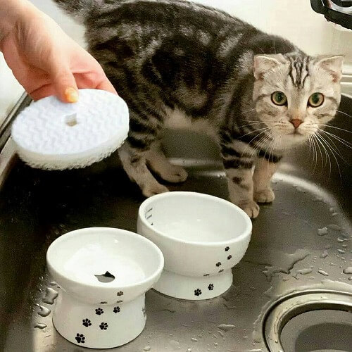 ＜猫壱＞猫用食器　食器用スポンジ　ヌルヌル汚れも洗剤なしでキレイに落とす食器用スポンジ　猫ちゃんと一緒1