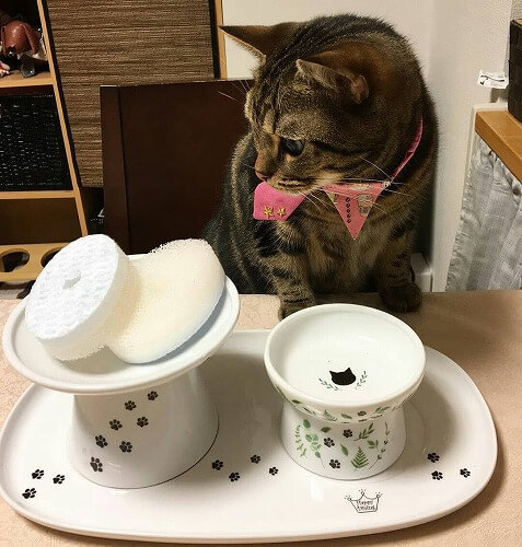 <猫壱>猫用食器 食器用スポンジ ヌルヌル汚れも洗剤なしでキレイに落とす食器用スポンジ 猫ちゃんと一緒3