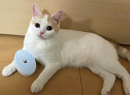 <猫壱>猫用食器 食器用スポンジ ヌルヌル汚れも洗剤なしでキレイに落とす食器用スポンジ 猫ちゃんと一緒2