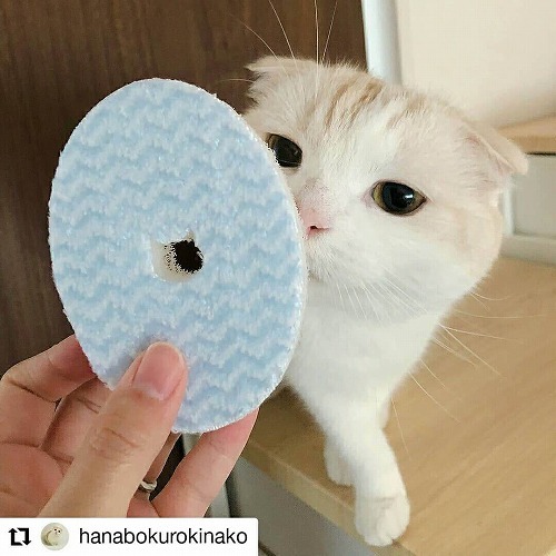 <猫壱>猫用食器 食器用スポンジ ヌルヌル汚れも洗剤なしでキレイに落とす食器用スポンジ 猫ちゃんと一緒4