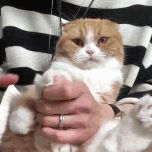 ＜猫壱＞猫用爪切り　猫の爪切り　ストレスなくスパッと切れる猫用爪切り　日本製　GIFアニメ