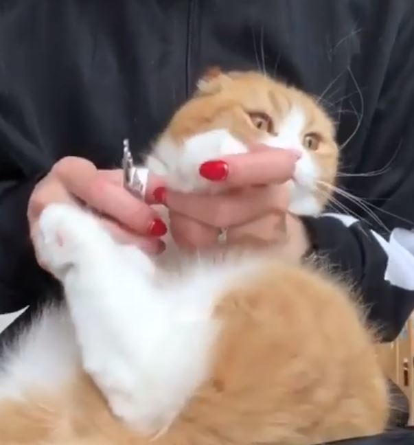 ＜猫壱＞猫用爪切り　猫の爪切り　ストレスなくスパッと切れる猫用爪切り　日本製　猫ちゃんと一緒　動画1