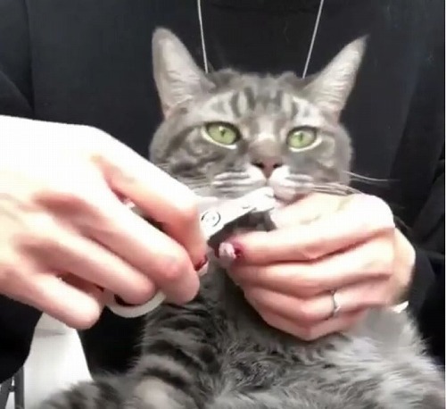＜猫壱＞猫用爪切り　猫の爪切り　ストレスなくスパッと切れる猫用爪切り　日本製　猫ちゃんと一緒　動画3