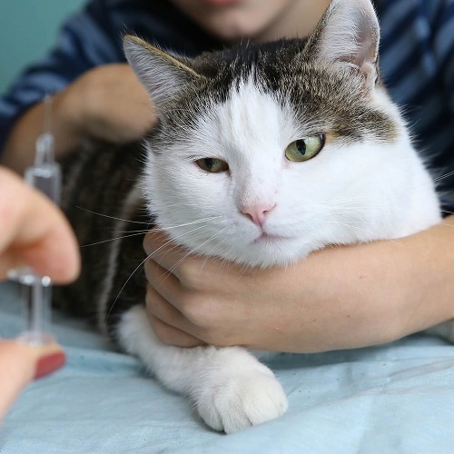 【猫の治療費】猫が病気になるといくらかかる？最近の猫の治療費事情