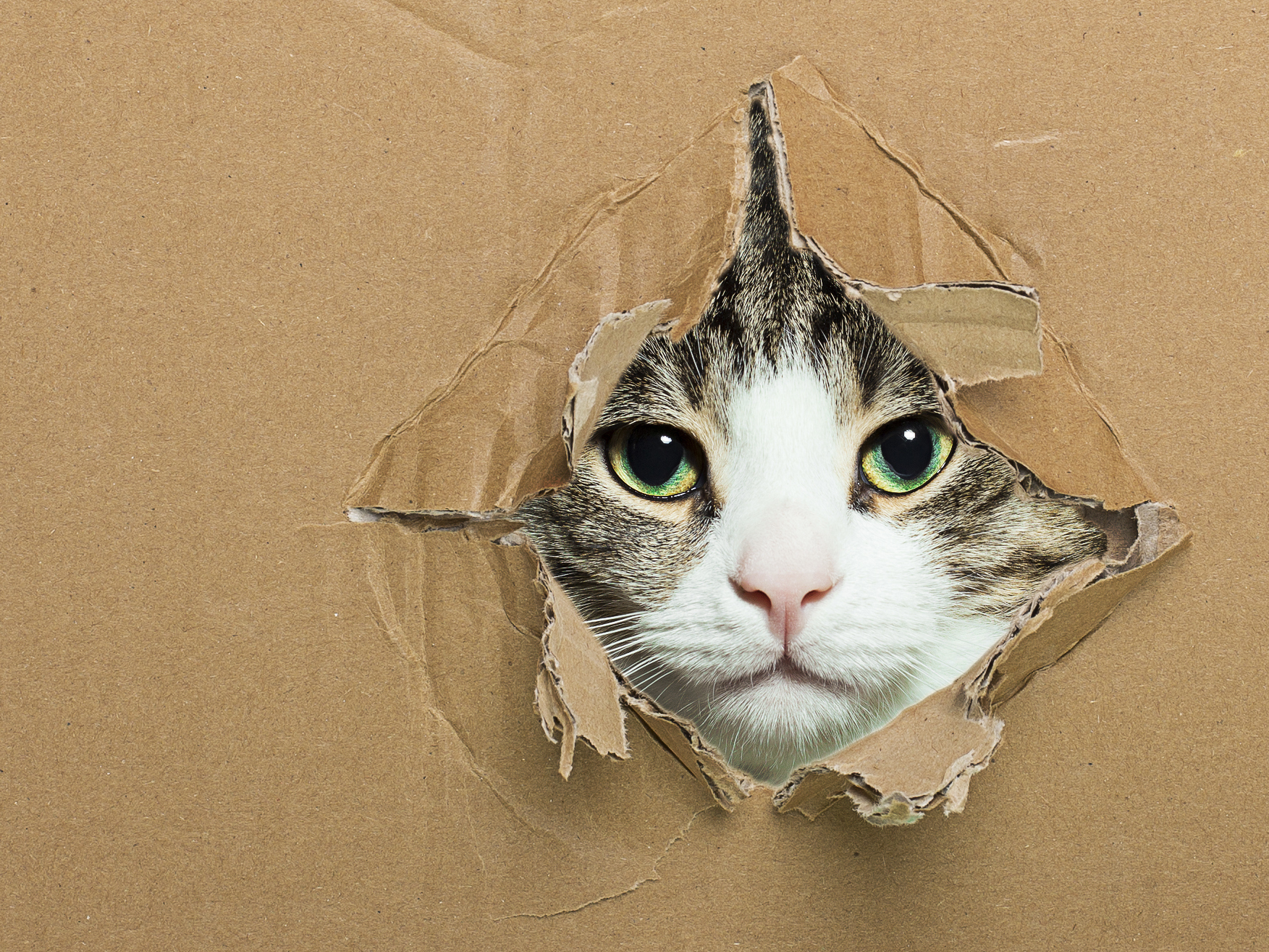 箱に入るのが大好きな猫は 5 猫がダンボールが好きな４つの理由 猫壱 Necoichi