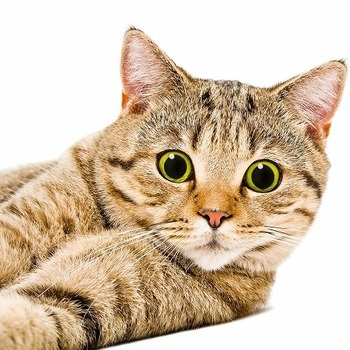 「瞳孔の広がった猫には気をつけよ」動物学者が教える猫の不思議な行動学
