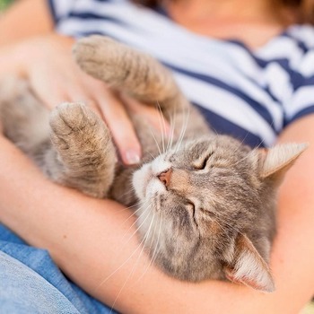 猫が私の命を救ってくれた！猫が飼い主の病気を察知できる理由とは