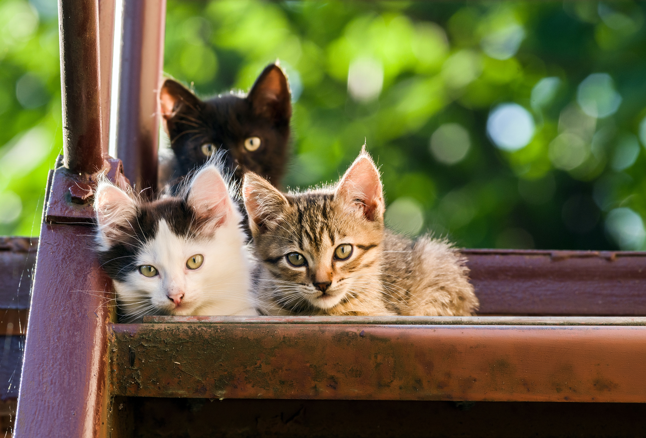 やっぱり毛柄によって猫の性格は変わる キジトラ 白黒 三毛猫の性格とは 猫壱 Necoichi