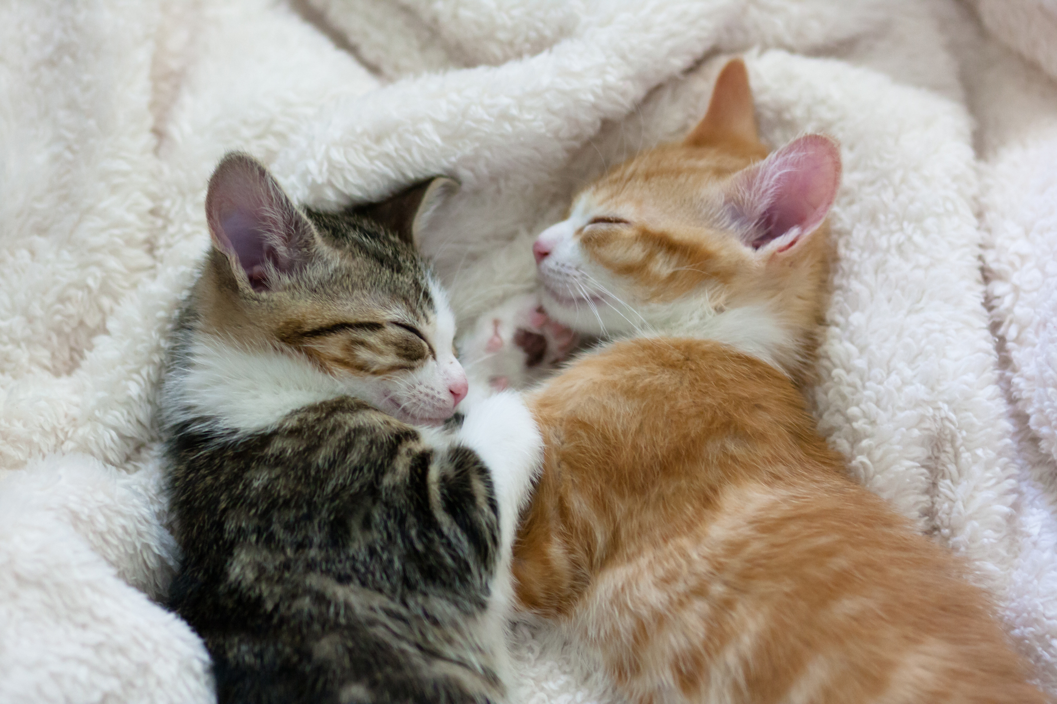 あなたの猫は甘えん坊orツンデレ 猫の睡眠ポーズでわかる猫の気持ち 猫壱 Necoichi あなたの猫は甘えん坊orツンデレ 猫の睡眠ポーズでわかる猫の気持ち 猫壱 Necoichi