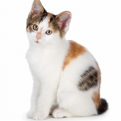 大阪の猫の50%はかぎしっぽで、佐賀には三毛猫が多い？日本列島ご当地猫
