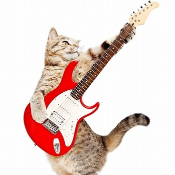 実は激しいのも好き？猫が好きな音楽とは？