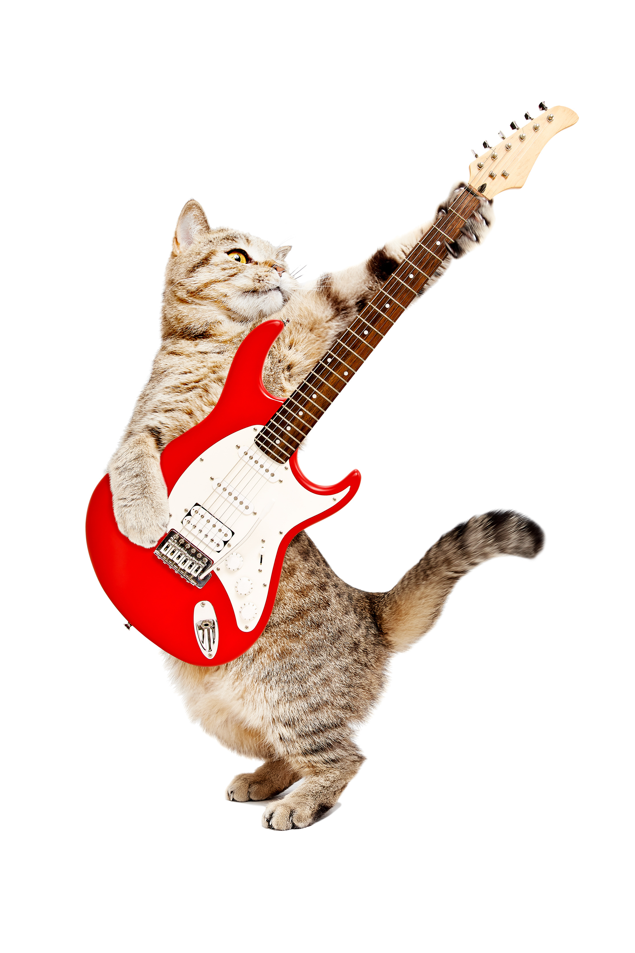 Коты рокеры
