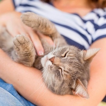 野良猫を拾って飼おうと思ったとき、知っておいてほしい3つのポイント