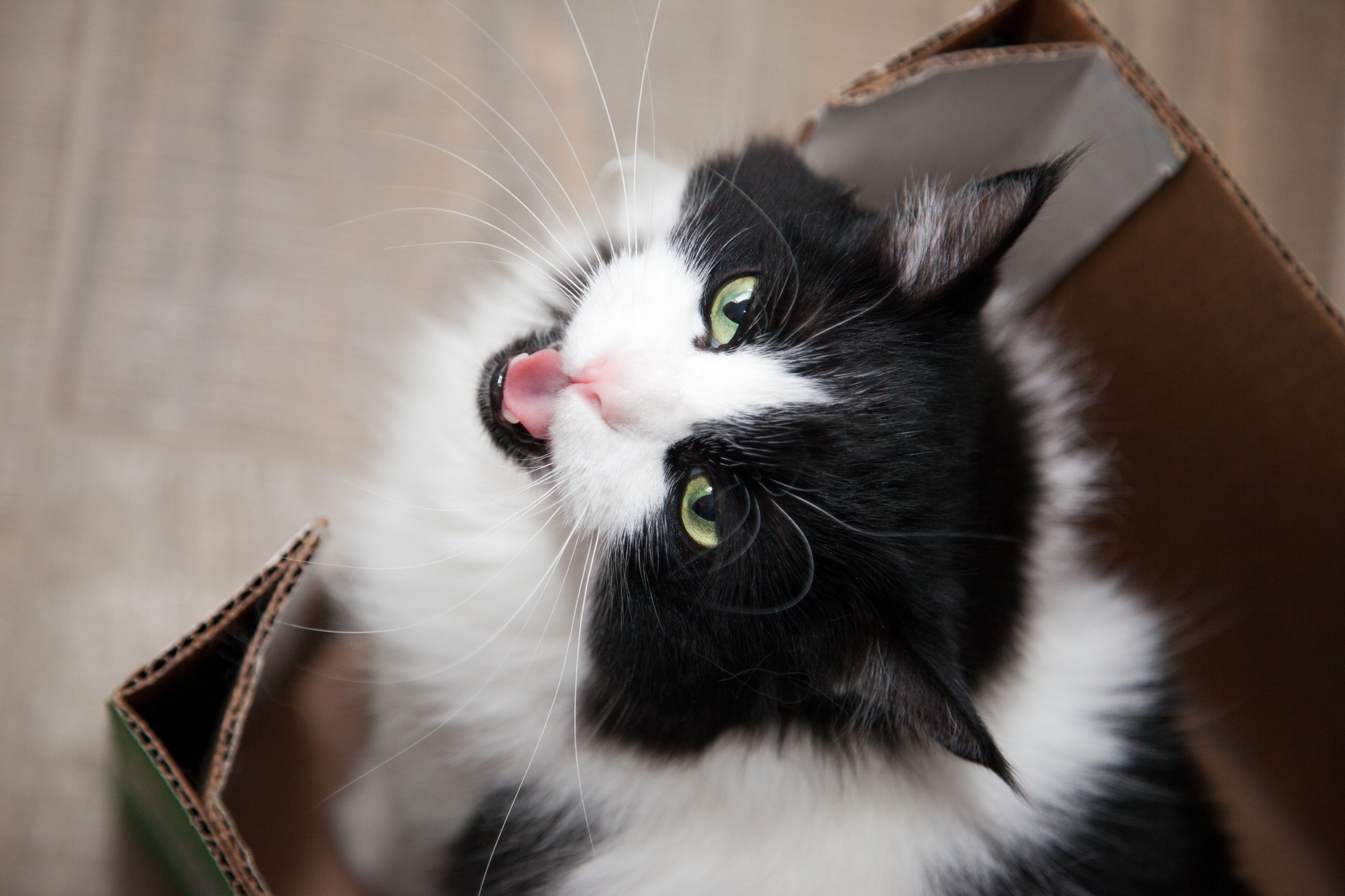 猫はどのくらい言葉がわかってる 猫と上手に お話 する3つの方法 猫壱 Necoichi 猫はどのくらい言葉がわかってる 猫と上手に お話 する3つの方法 猫壱 Necoichi