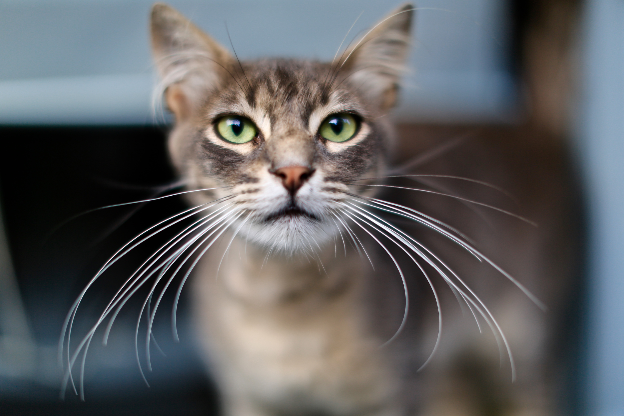 拾った猫ヒゲは捨てないで 抜けた猫ヒゲまで役に立つ 猫のヒゲの役割とは 猫壱 Necoichi