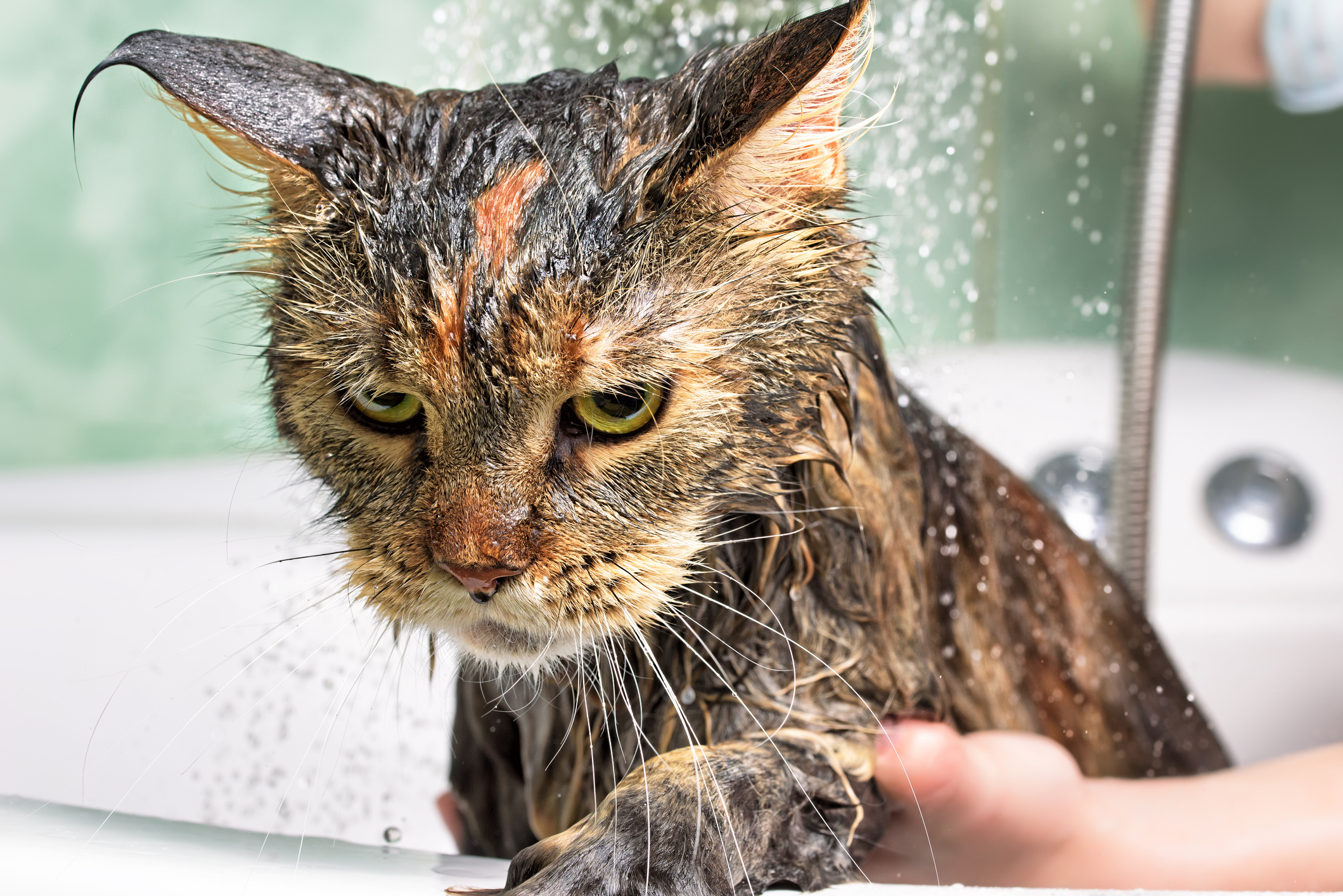水は 死 を連想する 猫が水を嫌う本当の理由 猫壱 Necoichi
