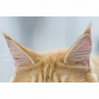 猫の耳を守れ！優しく猫の耳そうじをする方法