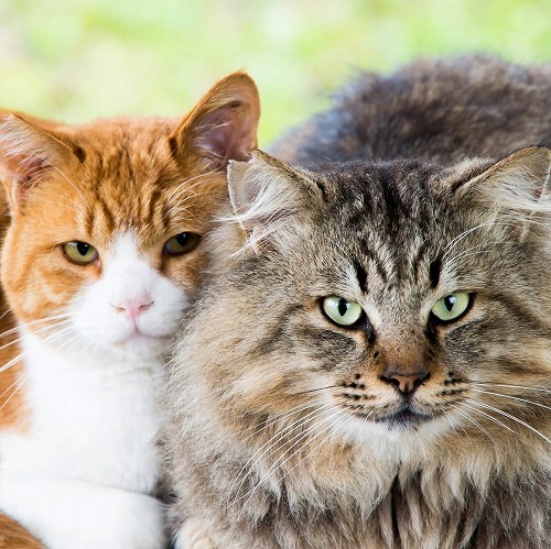 オス猫とメス猫と一緒に暮らす飼い主さんに知っておいて欲しいこと