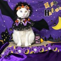 ハロウィンパーティーに飛んで行くニャン！