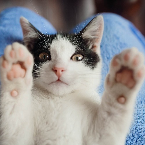 猫語を学ぼう！猫の「ぷるぷる」「すりすり」「くねくね」「ごろごろ」の意味は？
