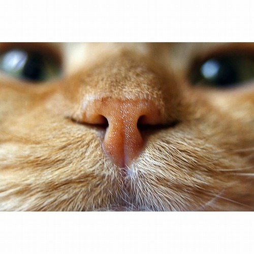 匂いを制せば猫に好かれる？猫が好きな3つの匂い