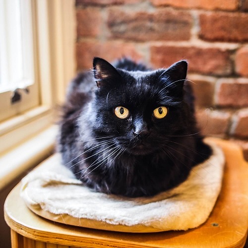幸せを呼ぶ猫は「黒猫」？猫にまつわる本当に当たるかも知れない話